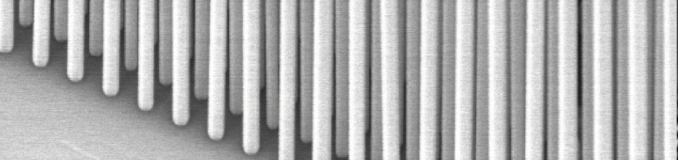 black and white image of close together tall thin lines