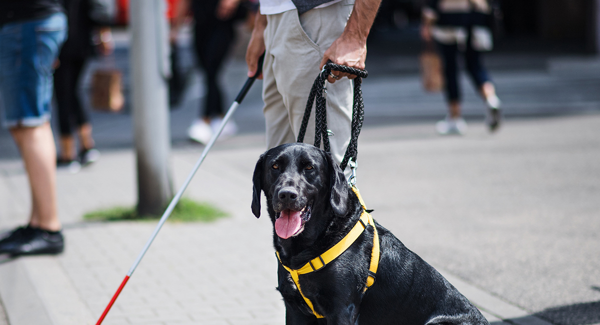Man standing with cane and guide dog