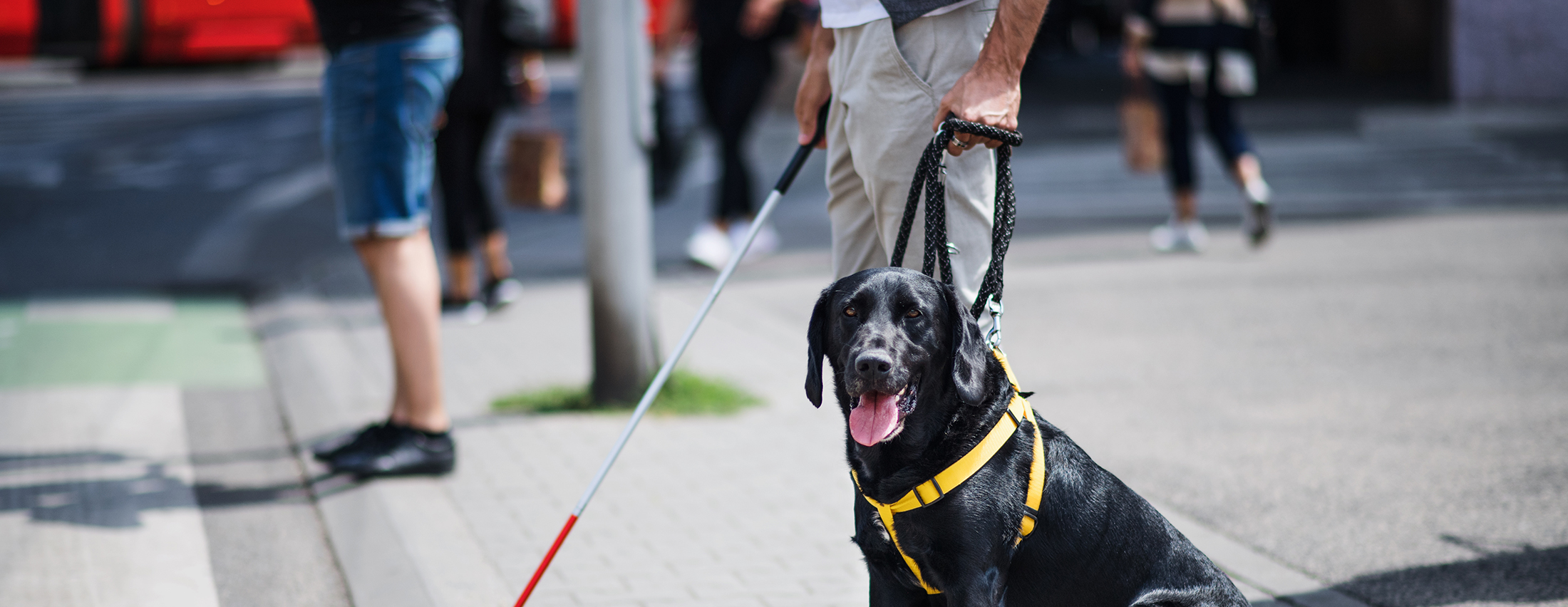 Man standing with cane and guide dog