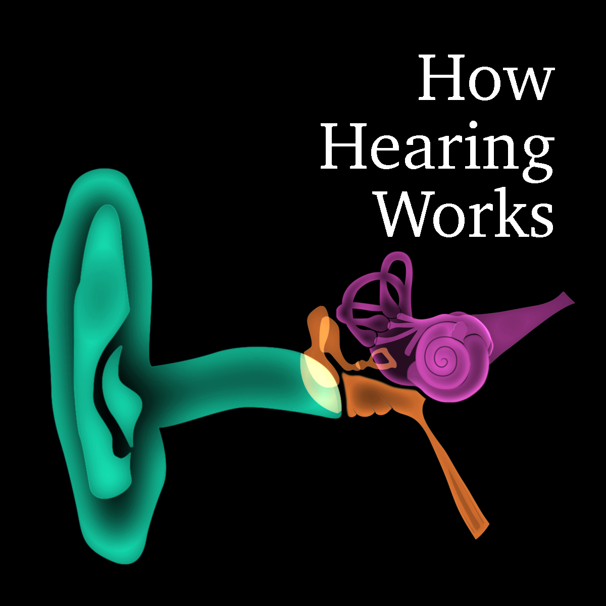 Illustration of the outer and inner ear with text that reads "How Hearing Works"