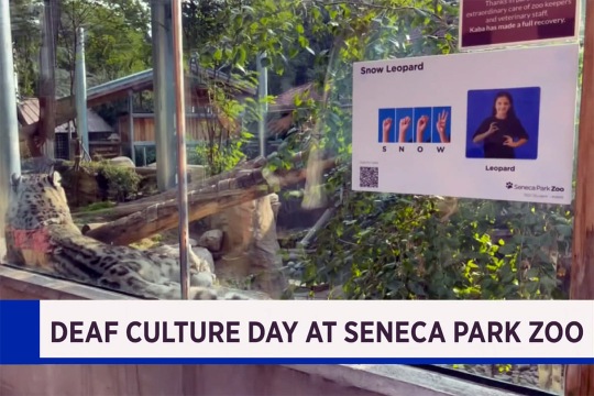 snow leopard cage at a zoo with a poster with the sign language for snow leopard.