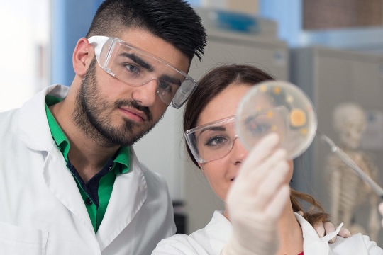 two scientists looking at growth on a petri dish.