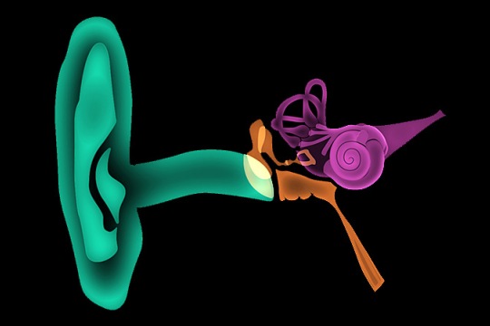Illustration of the outer and inner ear