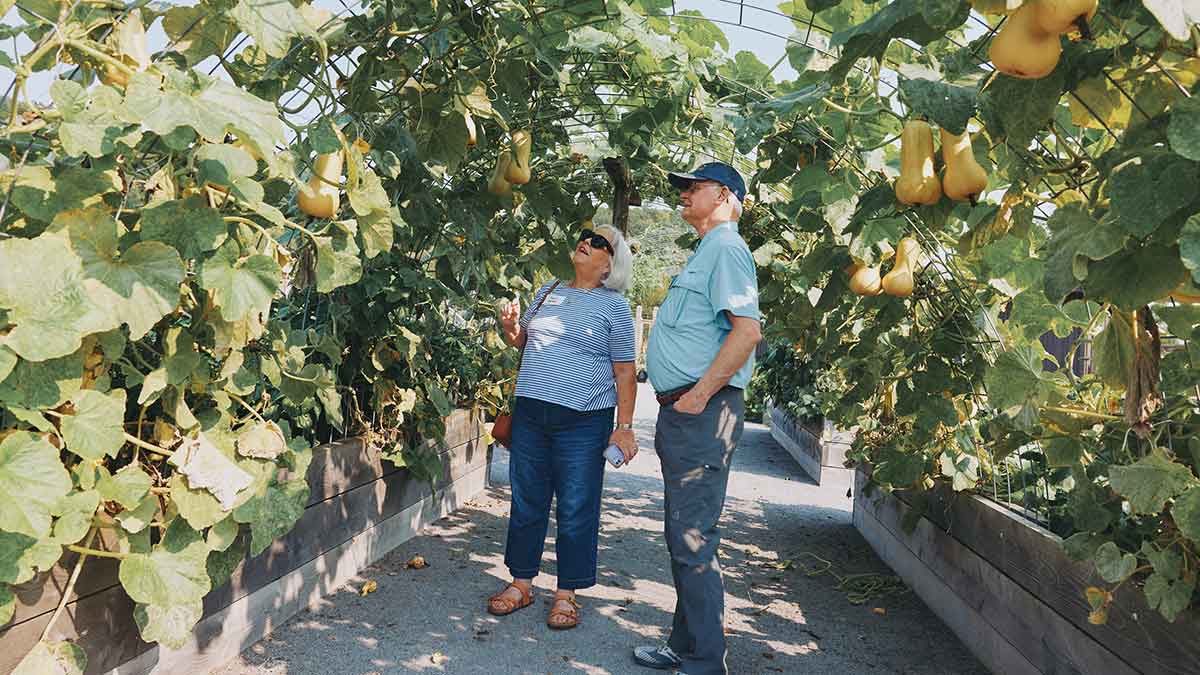 Two older adults standing under an arched garden trellis with hanging gourds, observing the plants.