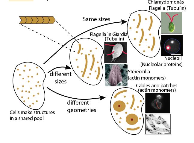organelle assembly image