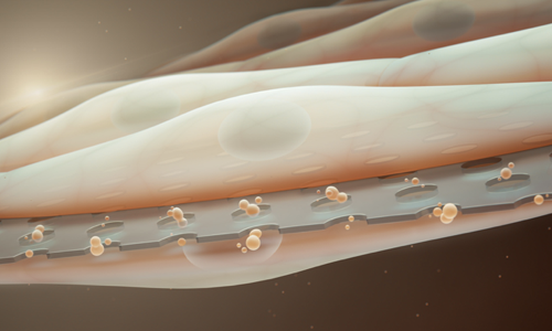 In Vitro Cellular Barrier Models