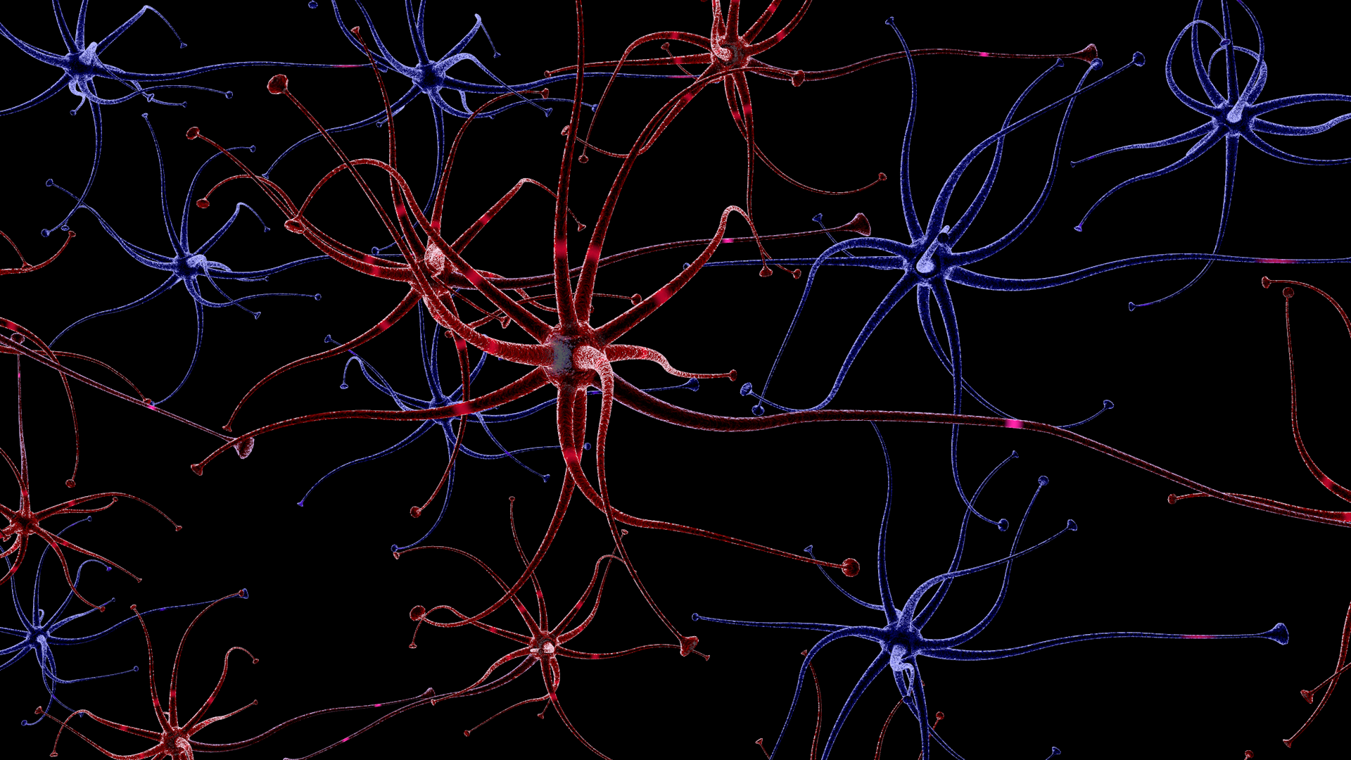 Brain Neurons Graphics in blue and red on a black background, Photo Credit: Wenrong He