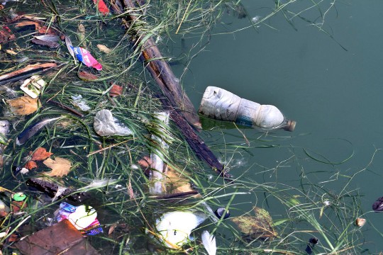 debris mixed with seaweed in a lake.