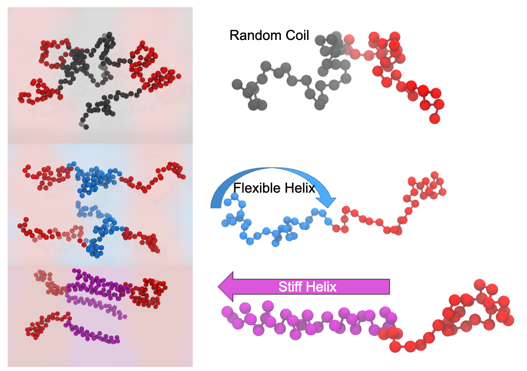 Three images showing lamellar morphology on the right with highlighted individual molecules. The top panel shows flexible random coils, the middle panel shows flexible helices, and the bottom panel shows stiff helices.