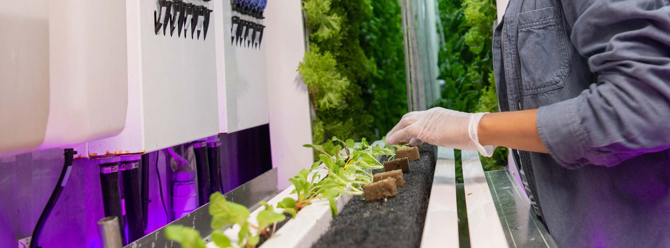 Gloved hands working in a hydroponic farm