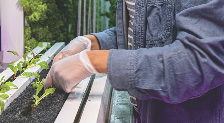 Gloved hands working in a hydroponic farm