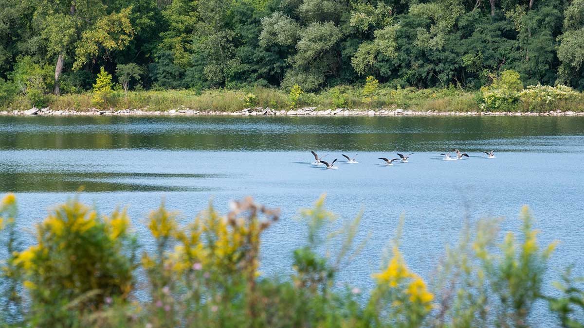 A flock of geese flies low over a calm river with trees and wildflowers in the foreground.