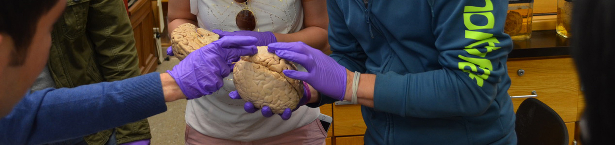 students examining a model of a brain