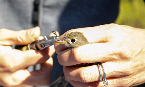 student banding a bird