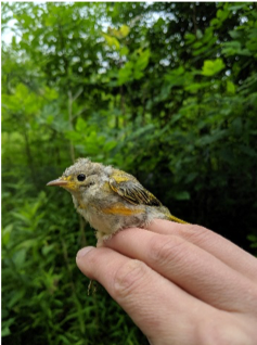 Baby Yellow Warbler