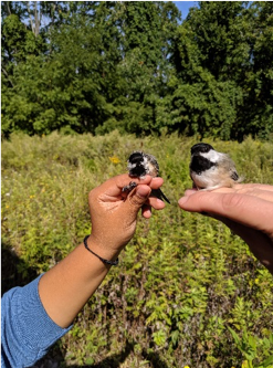 two birds sitting on hands