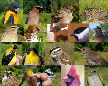 photo collage of birds