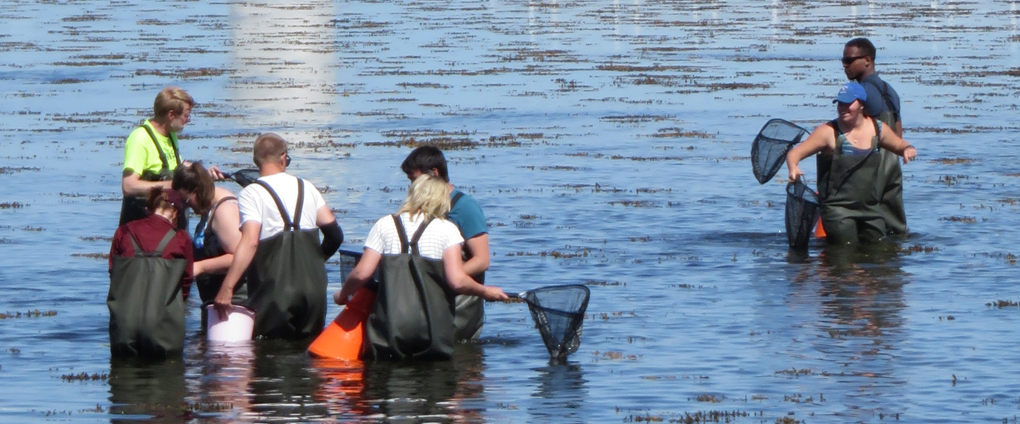 study abroad students in waders looking for specimans