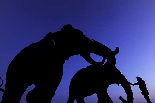 shadow of a woolly mammoth.