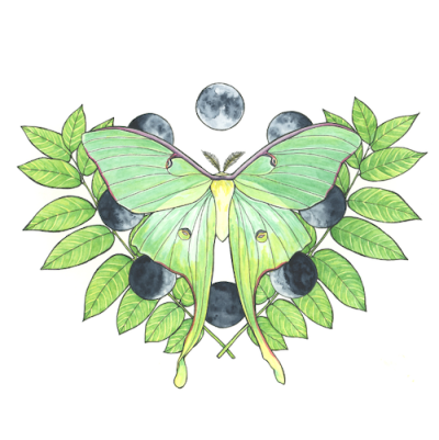 A print with an illustration of a luna moth surrounded by illustrations of the phases of the moon and green leaves.