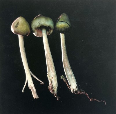 an image of thre long stemmed mushrooms with small greenish caps.