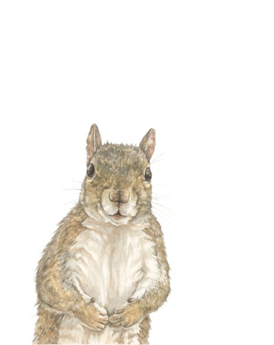 a realistic hand drawn illustration, three-quarter view of a squirrel standing upright.