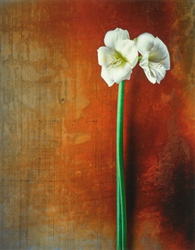 a photographic image of a white amaryllis bloom with a tall slender green stem on an amber colored background.