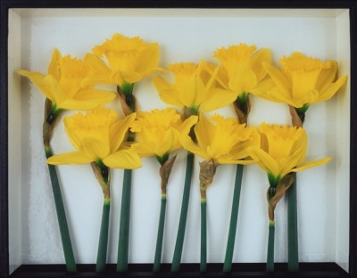 a photo of a line of yellow daffodils arranged in a row in a presentation box.