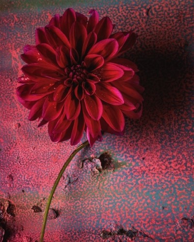a photo of a rich red dahlia bloom on a maroon background.