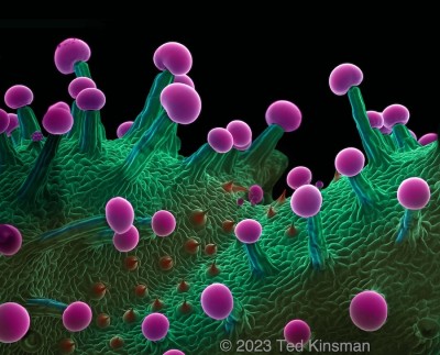 a color photographic image taken through a microscope of the 'Cannabis, Leaf CO 16' structure with purple lobes on a green background.