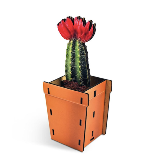Pop Up Plant 'Cactus'