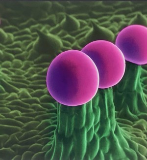 Microscopic Digital Print of a cannabis plant that looks like three purple balls on a green stem.
