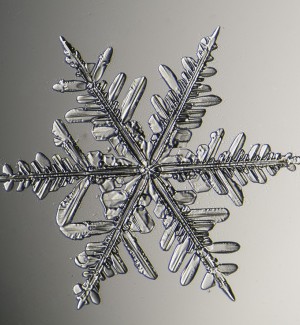 Microscopic Photographic Print of a Snowflake.