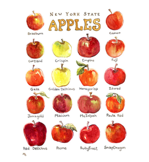  An illustration of several red and green apples lined up with the names of their varieties underneath.