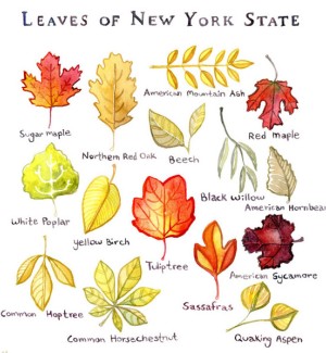 A print will illustrations of several varieties of leaves found in New York state.