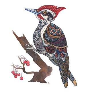 A print with an illustration of a woodpecker with red plumage perched on a branch.