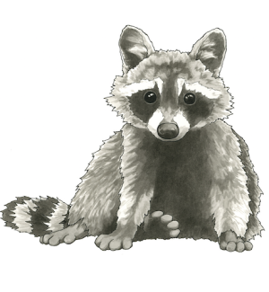 A print with an illustration of an innocent looking raccoon.