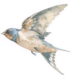 A print with an illustration of a swallow with a wing outstretched.
