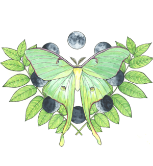 A print with an illustration of a luna moth surrounded by illustrations of the phases of the moon and green leaves.