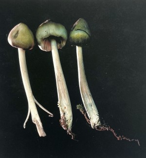 an image of thre long stemmed mushrooms with small greenish caps.