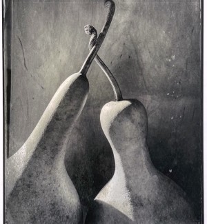 a black and white photographic image of the top parts of two gourds with the stems intertwining.