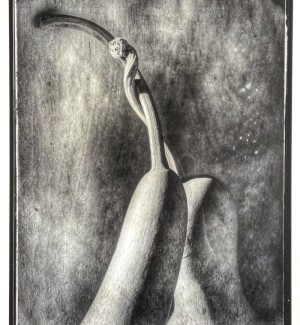 a black and white photographic image of the top parts of two gourds with the stems intertwining.