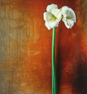 a photographic image of a white amaryllis bloom with a tall slender green stem on an amber colored background. 