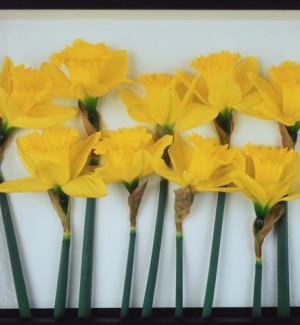 a photo of a line of yellow daffodils arranged in a row in a presentation box.
