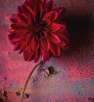 a photo of a rich red dahlia bloom on a maroon background.
