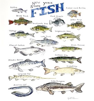 a hand illustration of a series of seventeen different fish species with the name of each written next to the image and a heading 'New York State Fish'.. 