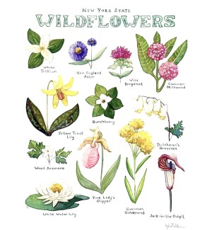 a hand illustrated composite of twelve wildflower plants with blooms and the words 'New York State Wildflowers'. blooms