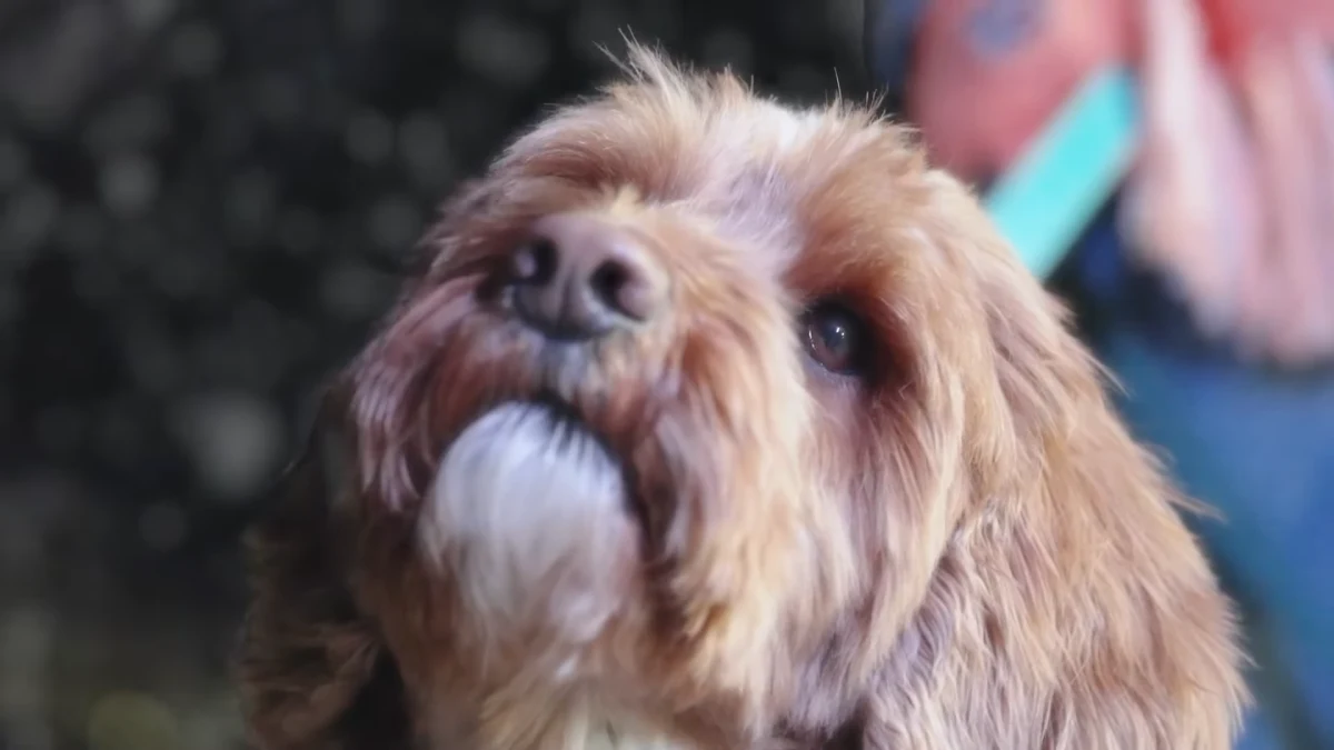 A cute fluffy dog looking up at the snow and bright lights