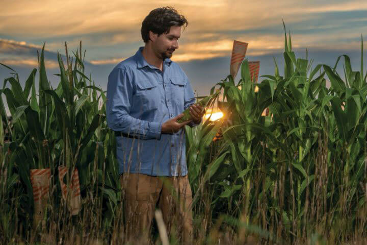 Eli Borrego holding an ear of corn while standing in a corn field at sunset.