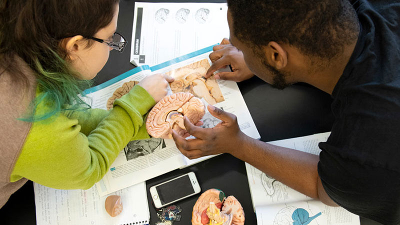 Two students studying a model of the human brain